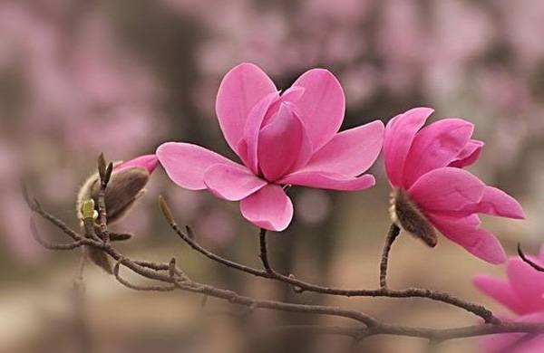 清明，獻給您一束辛夷花